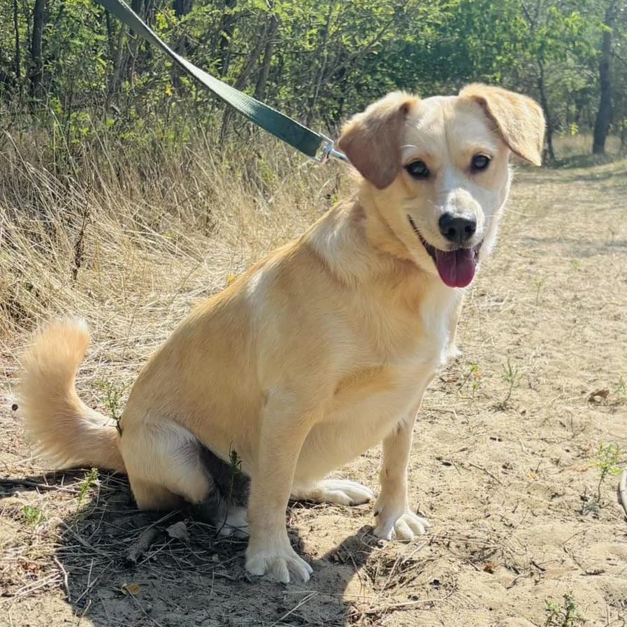 Zsófi, female Mixed Breed for adoption at Luca Kutyamenedék