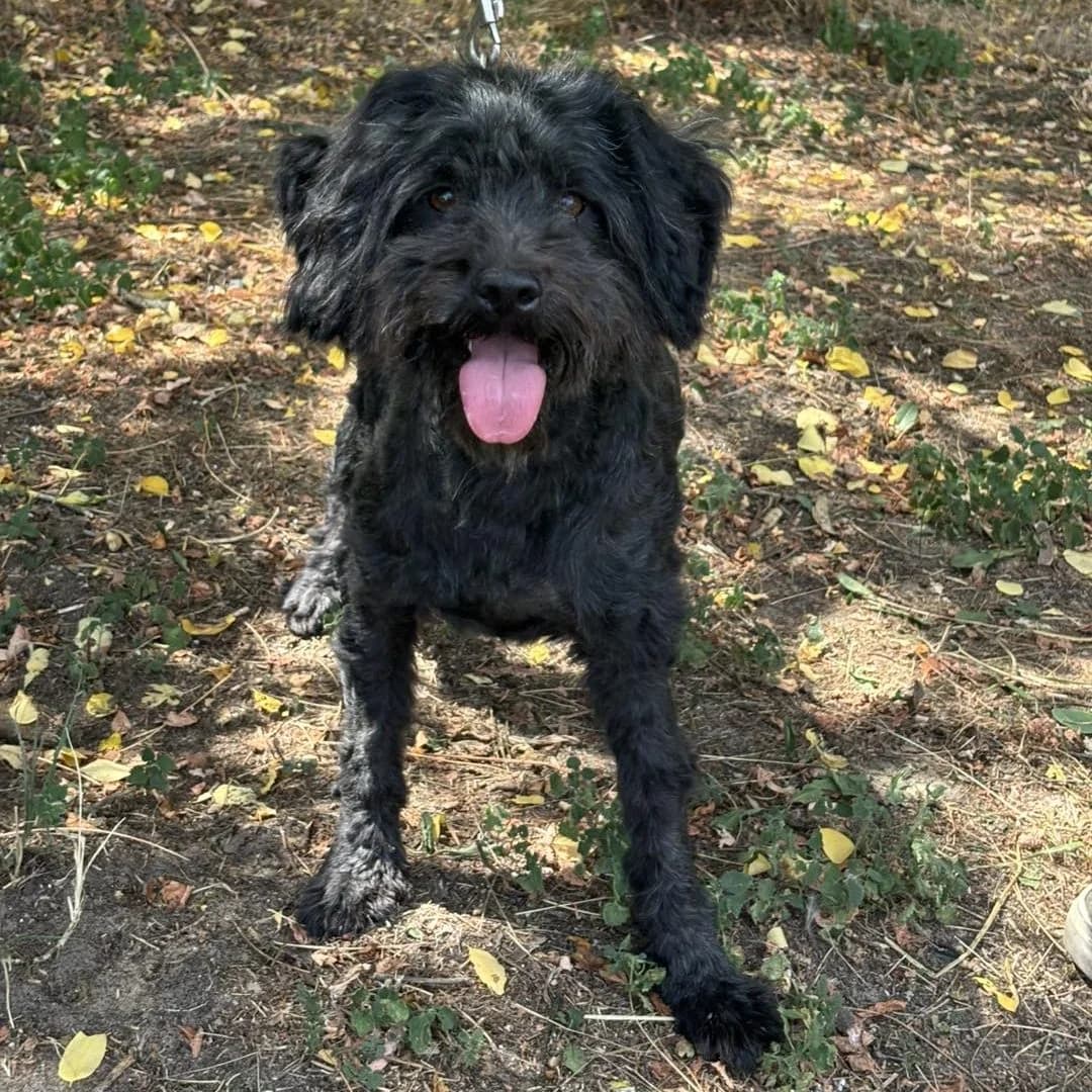 Viktor, male Mixed Breed for adoption at Luca Kutyamenedék