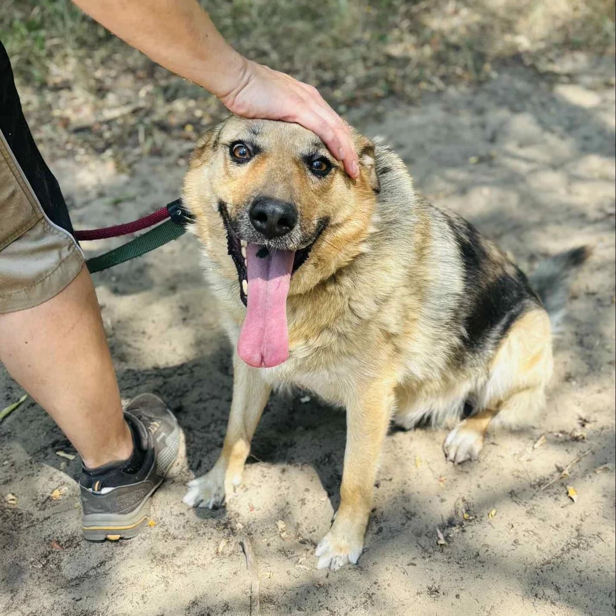 Lassie, male Mixed Breed for adoption at Luca Kutyamenedék