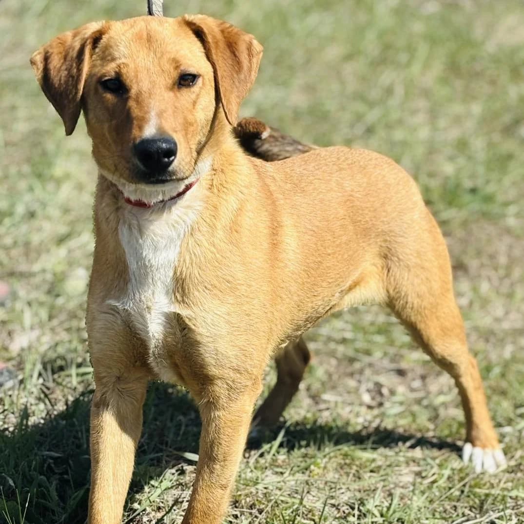 Winston, male Mixed Breed for adoption at Luca Kutyamenedék