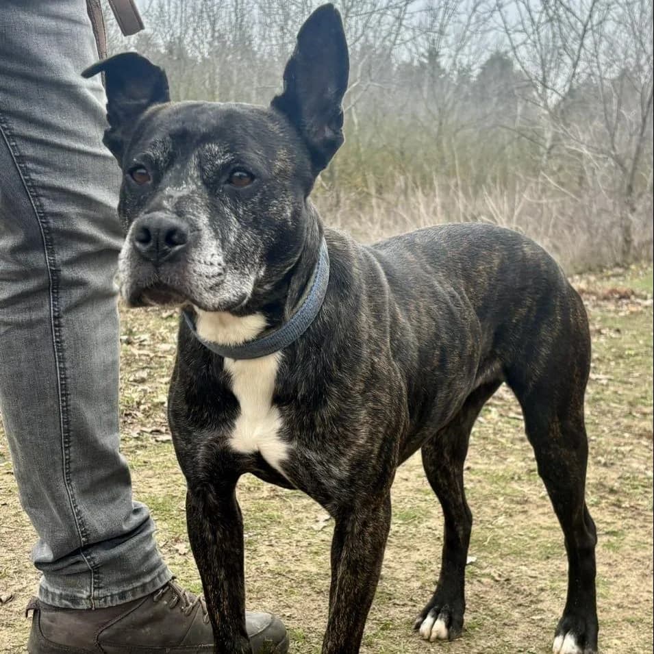 Nápolyi, female Mixed Breed for adoption at Luca Kutyamenedék