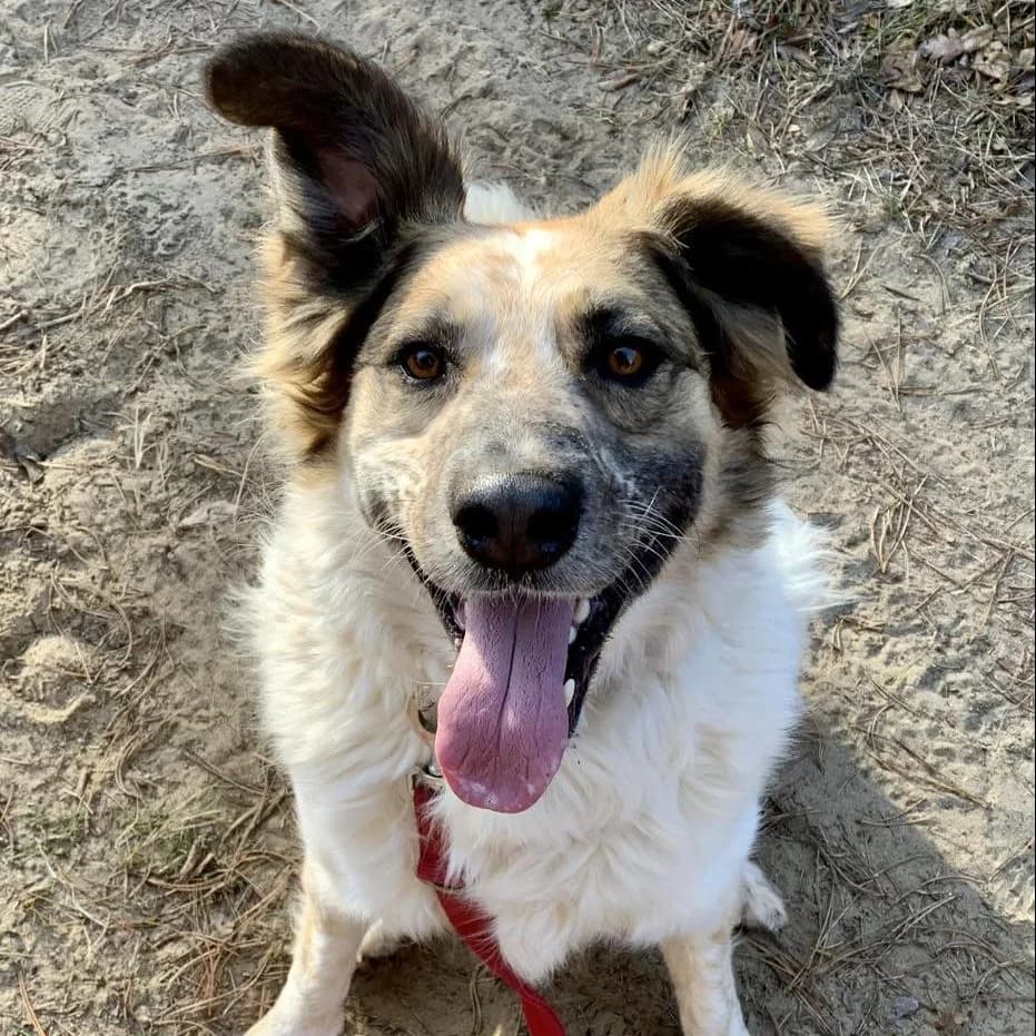 Folti, male Mixed Breed for adoption at Luca Kutyamenedék