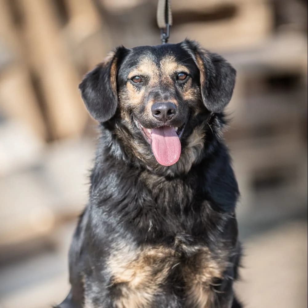 Szemi, male Mixed Breed for adoption at Luca Kutyamenedék