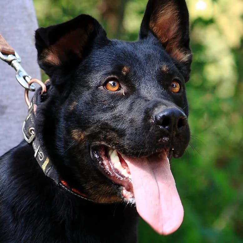 Belfegor, female senior Mixed Breed for adoption at Luca Kutyamenedék