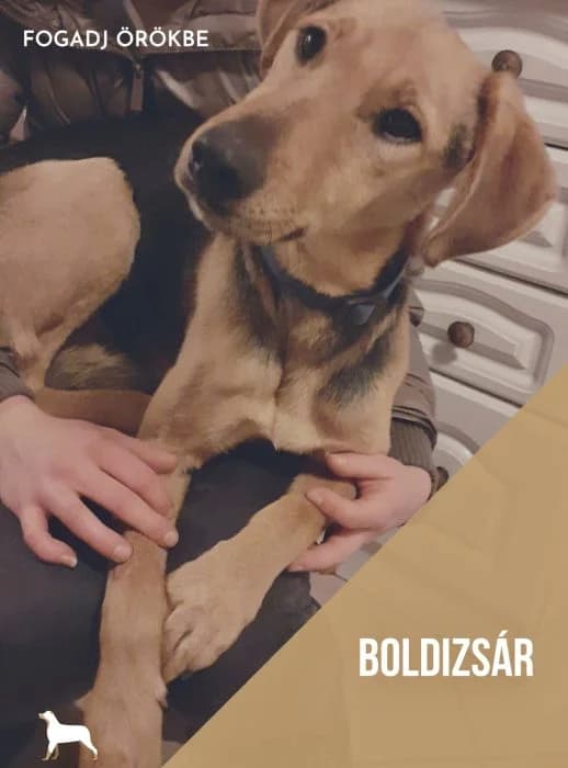Boldizsar, male 5yo Mixed Breed for adoption at Mancsrancs Alapítvány