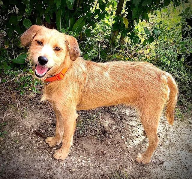 Muffin, male puppy Mixed Breed for adoption at Mancsrancs Alapítvány