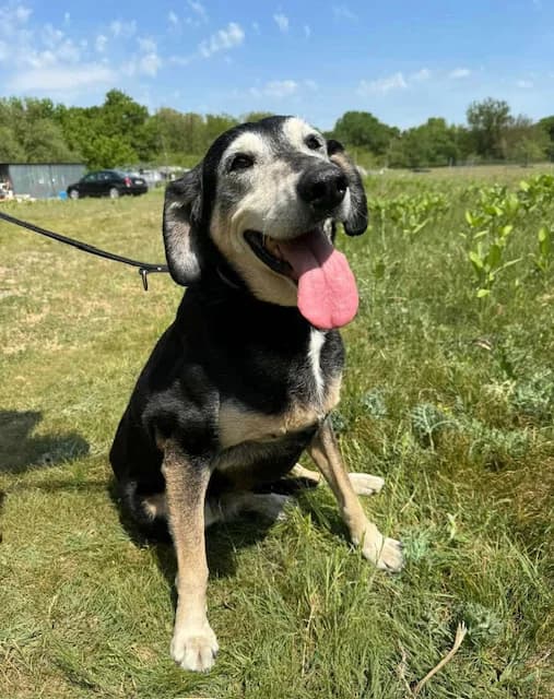 Teri néni,  senior Mixed Breed for adoption at Mancsrancs Alapítvány