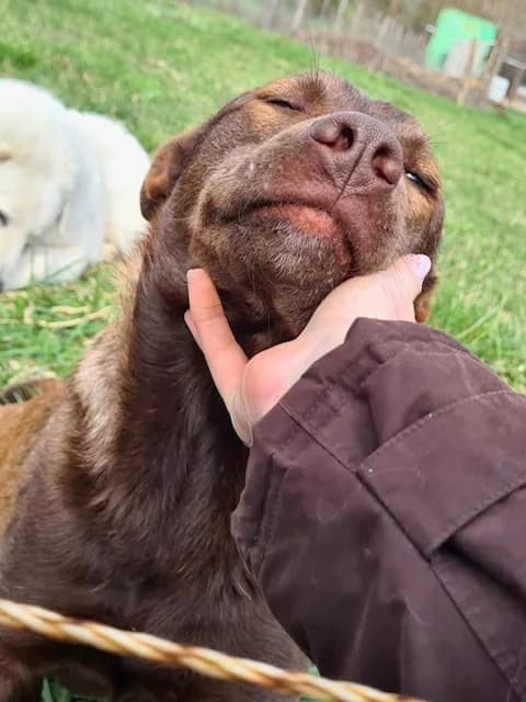 Dorka, female 3yo Mixed Breed for adoption at Mancsrancs Alapítvány