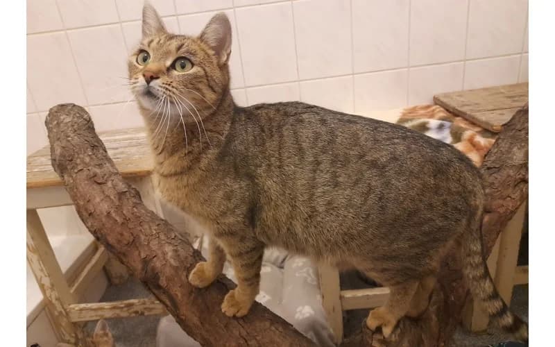 Pixi Cica, female young Mixed Breed for adoption at Menedék Állatvédő Alapítvány