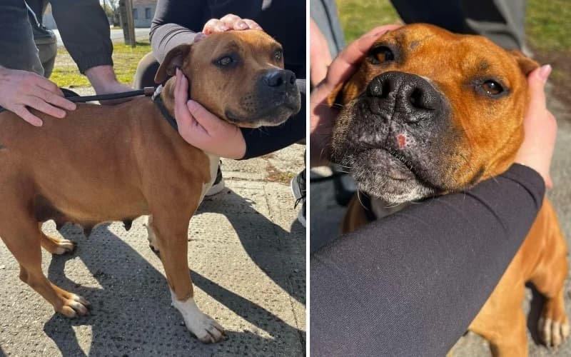 Gina, female 7yo Mixed Breed for adoption at Menedék Állatvédő Alapítvány
