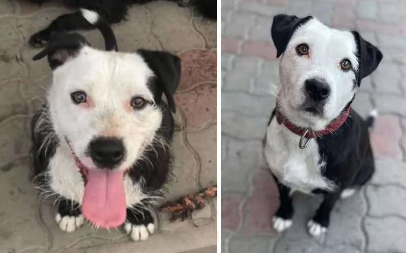 Mia SzeretŐ Otthont Keres, senior Mixed Breed for adoption at Menedék Állatvédő Alapítvány
