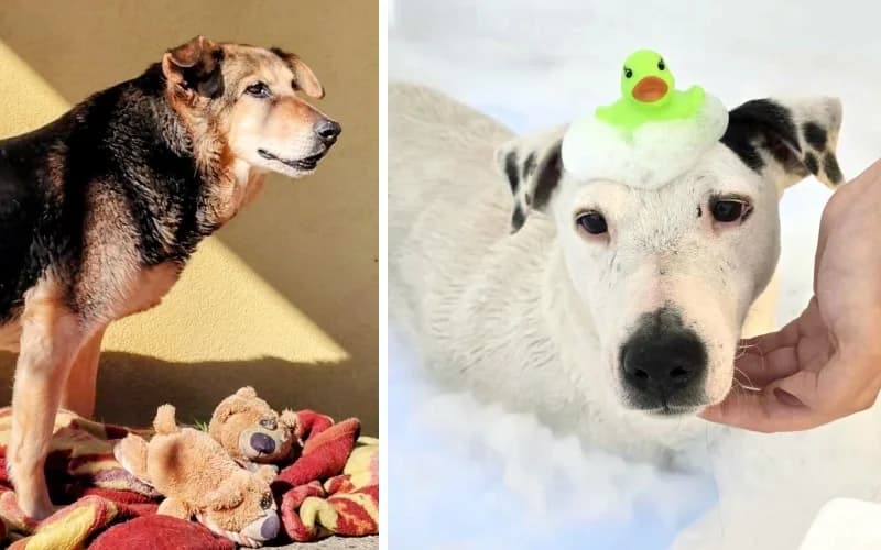 SzeretŐ Otthont KeresÜNk Ennek A KÉT CsodÁLatos Kutyusnak, female Mixed Breed for adoption at Menedék Állatvédő Alapítvány