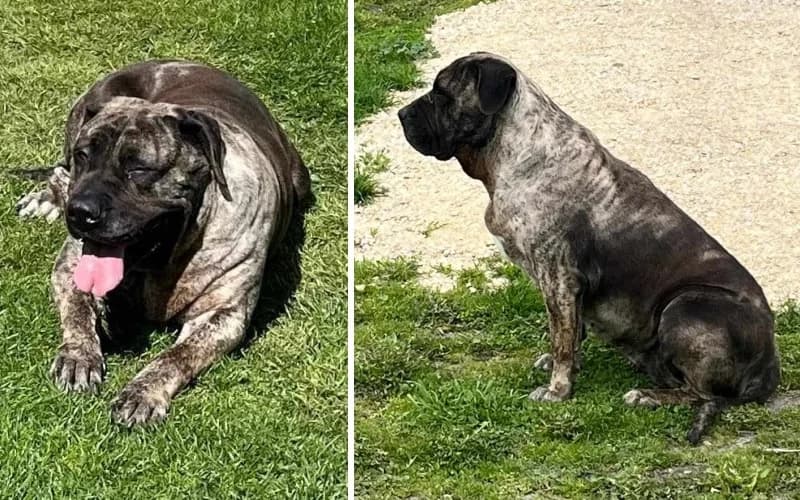 HÉRa, A 7 éVes KutyalÁNy úJ, female 7yo Mixed Breed for adoption at Menedék Állatvédő Alapítvány
