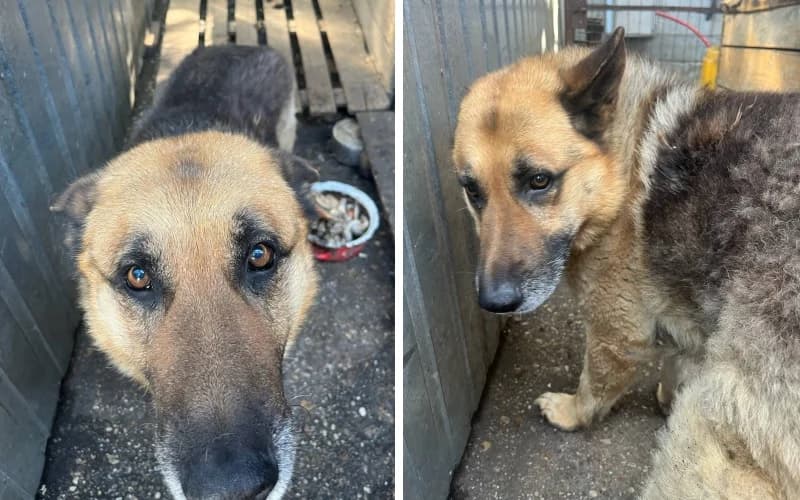 Rocky NÉMetjuci úJ CsalÁDot Keres, male Mixed Breed for adoption at Menedék Állatvédő Alapítvány