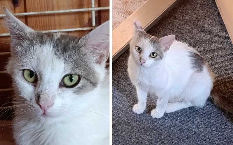 Holly Mamacica,  Mixed Breed for adoption at Menedék Állatvédő Alapítvány