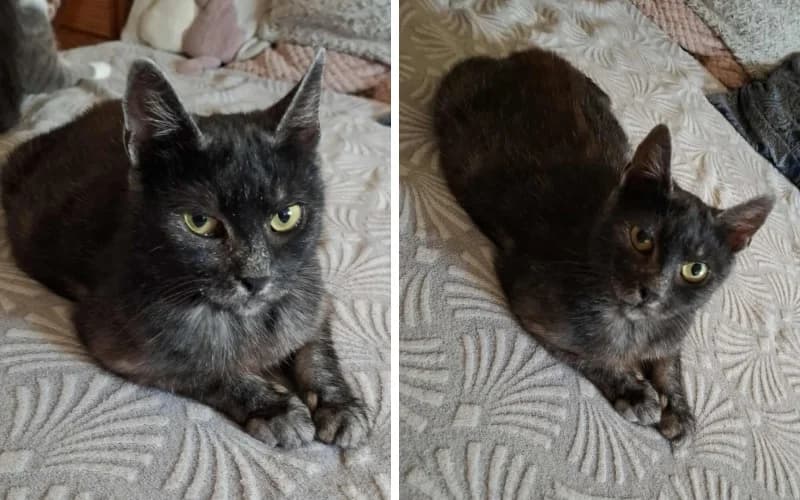 LÉNa, A TÚLÉLŐ,  Mixed Breed for adoption at Menedék Állatvédő Alapítvány