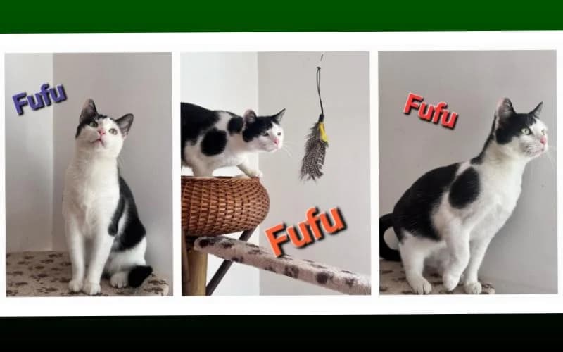úJjÁSzÜLetett Fufu, female young Mixed Breed for adoption at Menedék Állatvédő Alapítvány