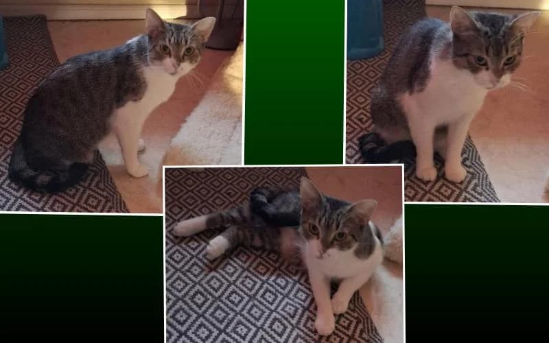 Mamszi SzeretŐ Otthont Keres, female Mixed Breed for adoption at Menedék Állatvédő Alapítvány