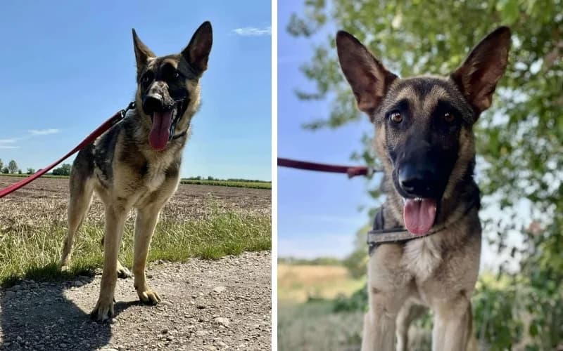 CsupafÜL Astra, female Mixed Breed for adoption at Menedék Állatvédő Alapítvány