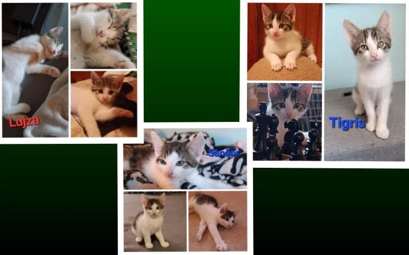 Cuki CicatriÓ KÖLtÖZne úJ OtthonÁBa, female Mixed Breed for adoption at Menedék Állatvédő Alapítvány