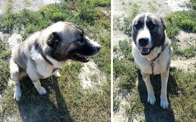 úJ Otthont Keres Egy GyÖNyÖRŰ KÖZÉP-áZsiai JuhÁSz Kutyus, male Mixed Breed for adoption at Menedék Állatvédő Alapítvány