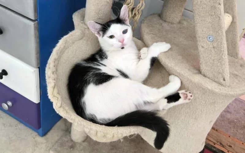 BabÓCa, female Mixed Breed for adoption at Menedék Állatvédő Alapítvány