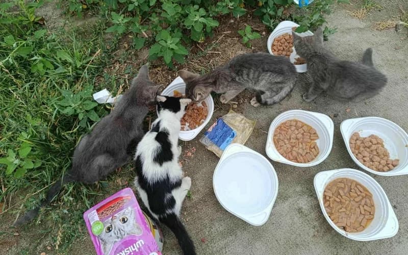 En Gazdit Keres NÉGy Cicus,  Mixed Breed for adoption at Menedék Állatvédő Alapítvány