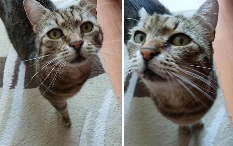 MagÁNak ValÓ CicalÁNy úJ, female Mixed Breed for adoption at Menedék Állatvédő Alapítvány