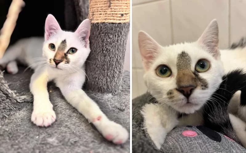 Smaragd Cica, female Mixed Breed for adoption at Menedék Állatvédő Alapítvány