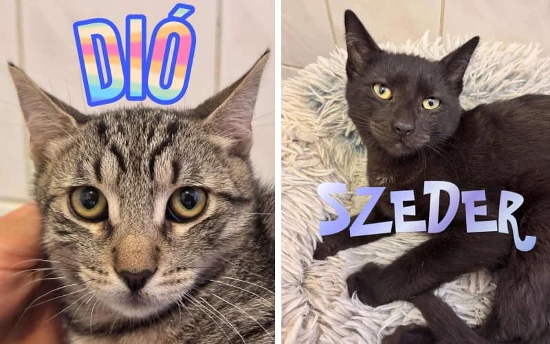 DiÓ éS Szeder, A KÉT ImÁDnivalÓ KandÚRfi, male Mixed Breed for adoption at Menedék Állatvédő Alapítvány