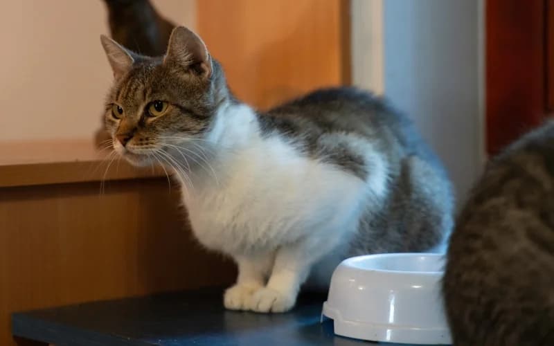 Szellem, A Fiatalka CicalÁNy áLom, female Mixed Breed for adoption at Menedék Állatvédő Alapítvány