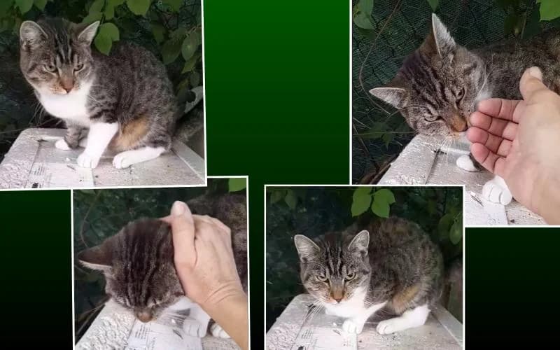 FÉLÉNk GombÓC EsÉLyre VÁGyik, female Mixed Breed for adoption at Menedék Állatvédő Alapítvány