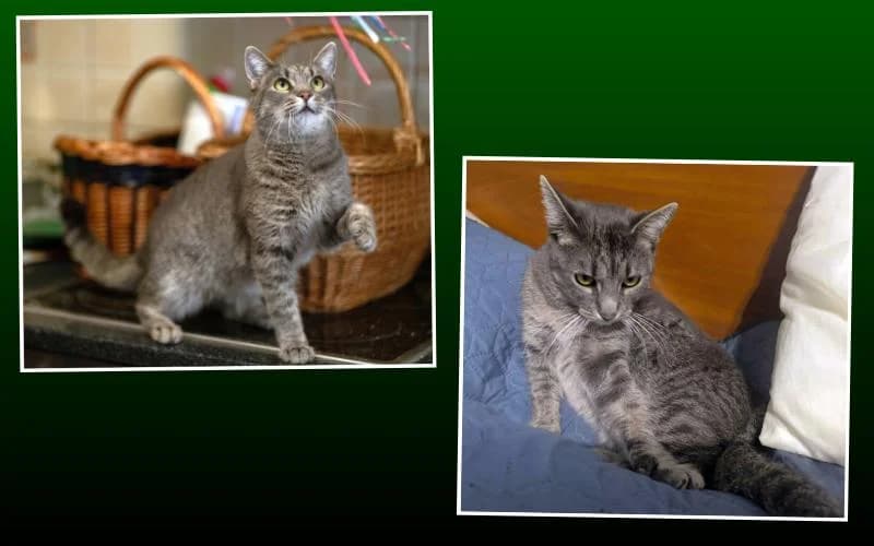 BODZA, A SOK VISZONTAGSÁGON KERESZTÜLMENT CICALÁNY ÁLOMOTTHONT KERES, female Mixed Breed for adoption at Menedék Állatvédő Alapítvány