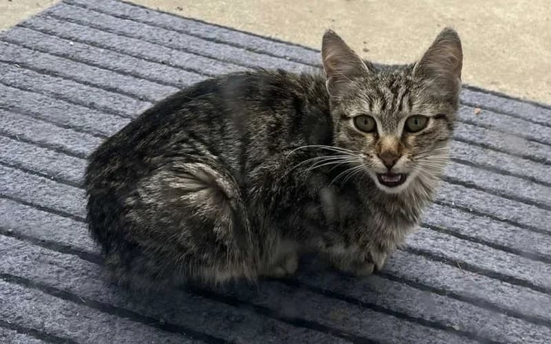 Kedves CicalÁNy, female Mixed Breed for adoption at Menedék Állatvédő Alapítvány