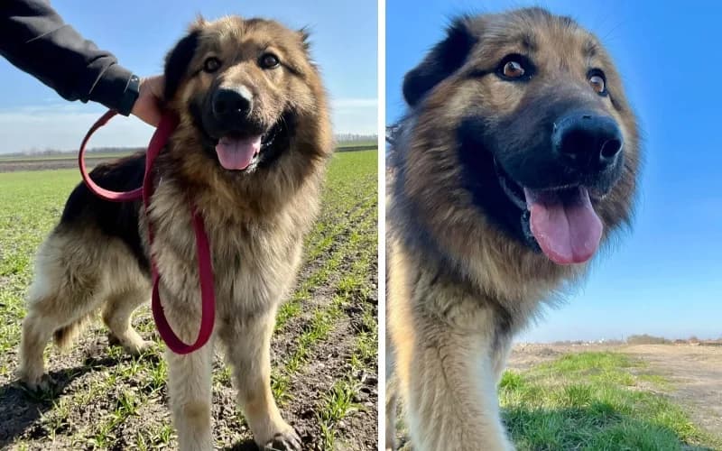 Borisz MackÓ GazdÁRa VÁR,  3yo Mixed Breed for adoption at Menedék Állatvédő Alapítvány