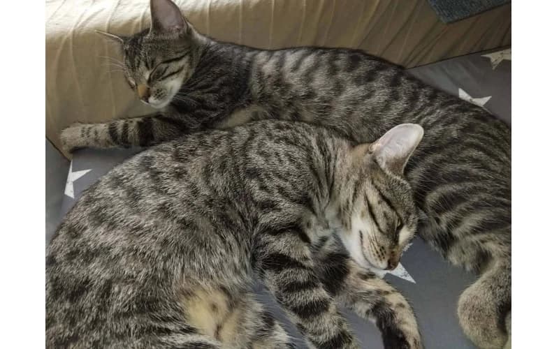 Angi éS Lulu úJra GazdikeresŐK,  puppy Mixed Breed for adoption at Menedék Állatvédő Alapítvány