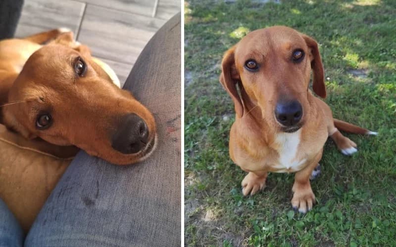 KÖZvetÍTett GazdikeresŐ Tacsika, female 3yo Mixed Breed for adoption at Menedék Állatvédő Alapítvány