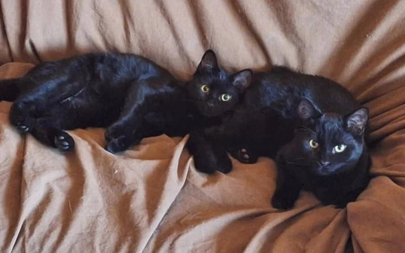 Lilith éS Onix úJ OtthonÁBa KÖLtÖZne, female puppy Mixed Breed for adoption at Menedék Állatvédő Alapítvány