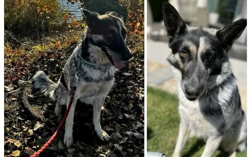 KÖZvetÍTett SegÍTsÉGkÉRÉS,  5yo Mixed Breed for adoption at Menedék Állatvédő Alapítvány