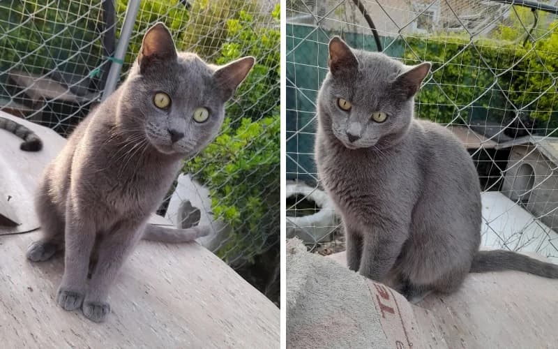 Tikitaki úJ OtthonÁBa KÖLtÖZne,  young Mixed Breed for adoption at Menedék Állatvédő Alapítvány