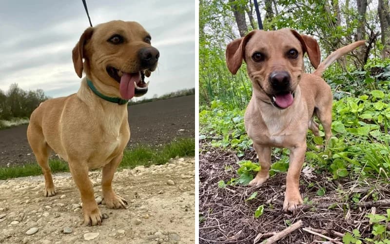HahÓ, Itt Jerry, male 4yo Mixed Breed for adoption at Menedék Állatvédő Alapítvány