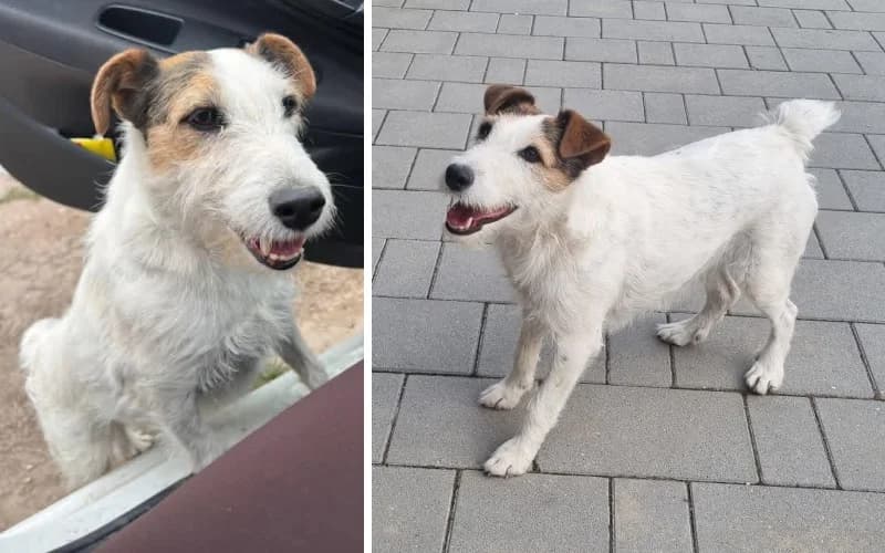 Lisbeth Foximix, Mixed Breed (Menedék Állatvédő Alapítvány)