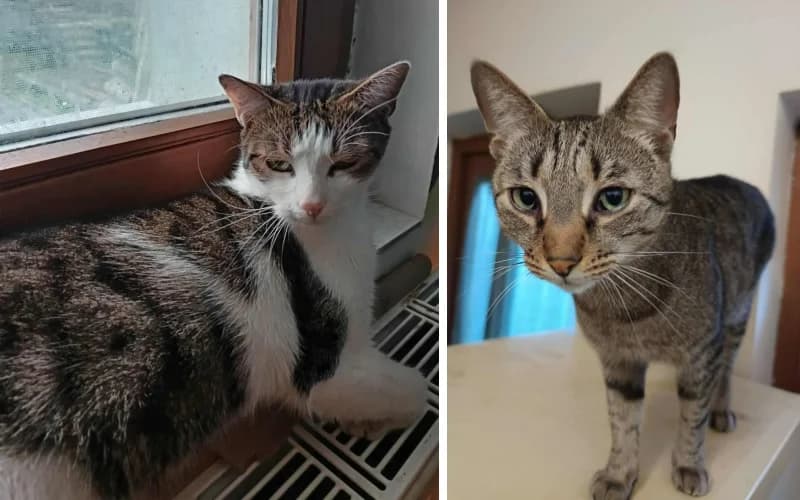 Picinek éS CsÖPinek SÜRgŐSen úJ Otthon Kell, male 5yo Mixed Breed for adoption at Menedék Állatvédő Alapítvány