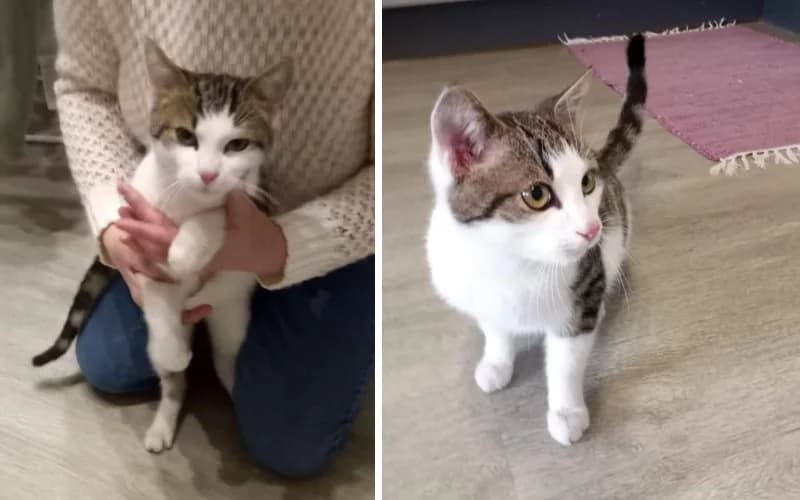 EN BEFOGADÓT KERESÜNK A KÉPEKEN LÁTHATÓ FIATAL NŐSTÉNY MACSKÁNAK,  young Mixed Breed for adoption at Menedék Állatvédő Alapítvány