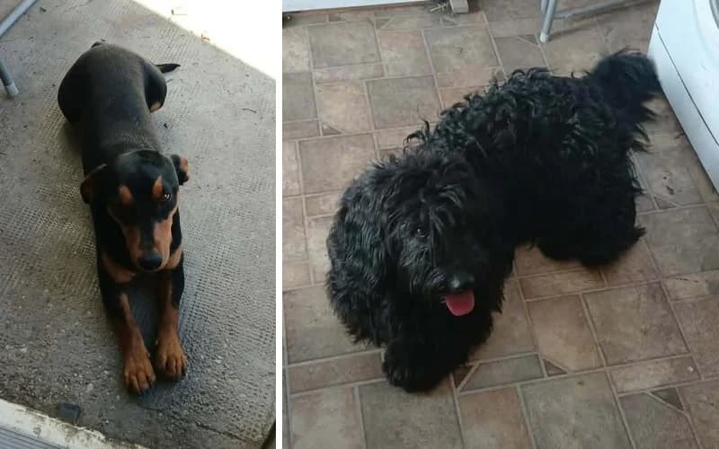TAXINAK ÉS MAXINAK KÖLTÖZÉS MIATT EXTRA SÜRGŐSEN ÚJ OTTHON KELL, male young Mixed Breed for adoption at Menedék Állatvédő Alapítvány