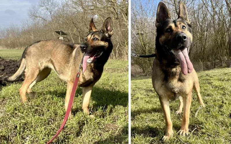 Fanni MÁR TÖBb Mint KÉT éVe Van A GondozÁSunkban, female 5yo Mixed Breed for adoption at Menedék Állatvédő Alapítvány
