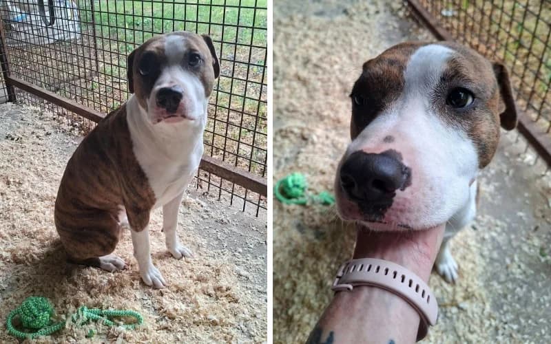 DÉZi öRÖKbefogadÓRa VÁR A Gyepmesteri Telepen, female young Mixed Breed for adoption at Menedék Állatvédő Alapítvány