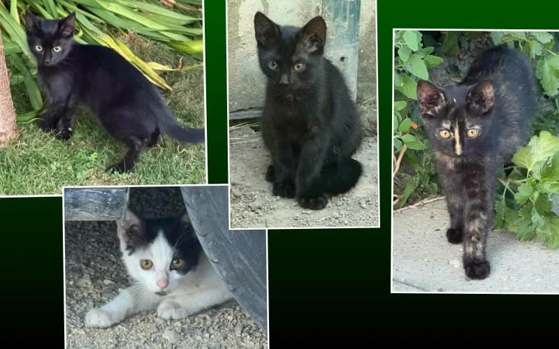 áSvÁNyrÁRÓI Cicabanda,  Mixed Breed for adoption at Menedék Állatvédő Alapítvány