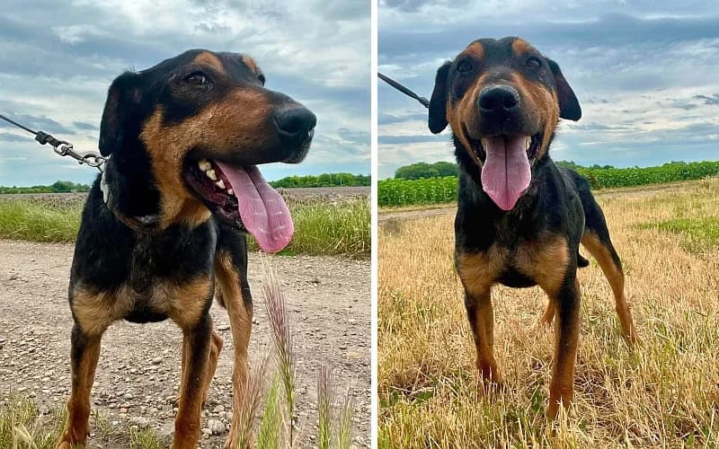 Gotty, Mixed Breed (Menedék Állatvédő Alapítvány)