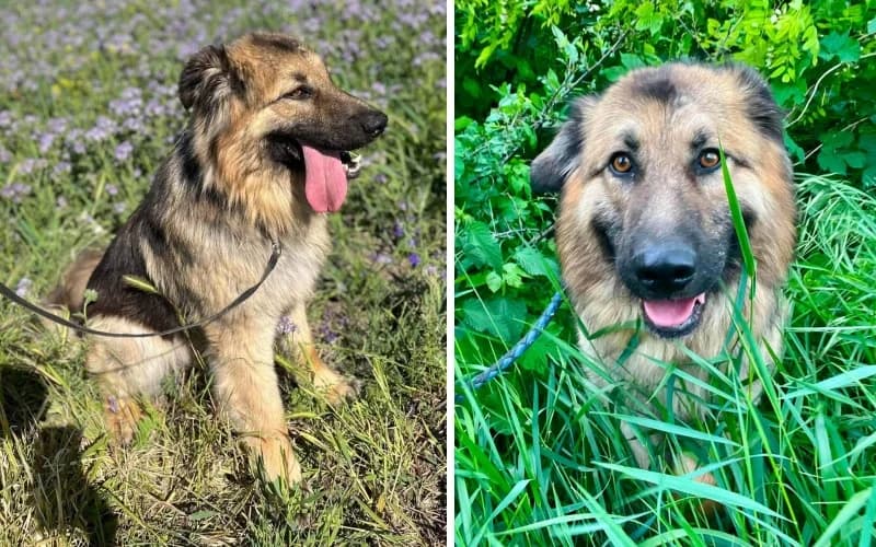 Borisz TovÁBbra Is, male 4yo Mixed Breed for adoption at Menedék Állatvédő Alapítvány